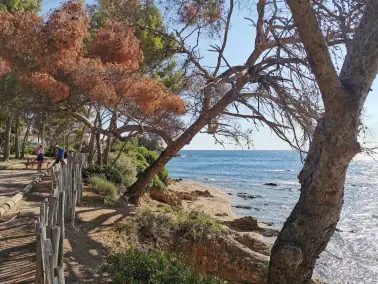 Plan de Gestion 11 ENS côte varoise - VAR
